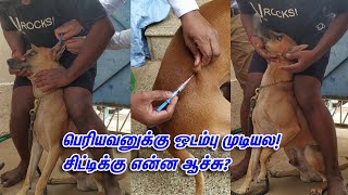 Chittiக்கு Severe Ear Infection Doctor வரவைத்து Treatment செஞ்சதுக்கு அப்பறம் தான் நிம்மதி ஆச்சு [upl. by Anahsar989]