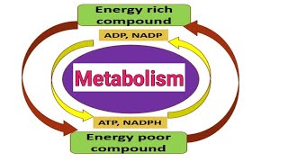 Basics of Metabolism Metabolism Methods to Study Metabolism Metabolism Broader Concept [upl. by Starling]