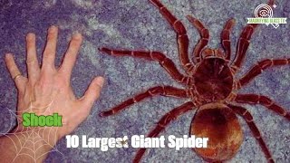 10 Largest Giant Spider Species In The World [upl. by Dias]