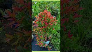 syzygium plant  plantinfo [upl. by Ambrose542]