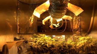 Sophisticated indoor marijuana farm raided [upl. by Arleyne]