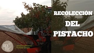 Cómo se recogen los pistachos  1° parte  La recolección del pistacho con paraguas 🌳 [upl. by Viviane871]