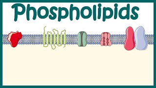 Phospholipids  Structure amp function  distribution and effect on cellular physiology [upl. by Bough]