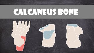 Calcaneus Bone  Anatomy [upl. by Cacilie485]