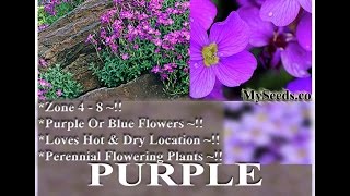 Purple Rockcress  Aubrieta deltoidea FLOWER SEEDS on wwwMySeedsCo [upl. by Leuqer265]