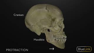 Protrusion and Retraction of the Mandible [upl. by Arimak]