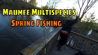 Maumee River Fishing With ALOF TV Multispecies River Fishing [upl. by Ahsirtal]