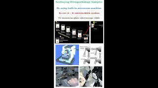 Sectioning Histopathology Samples geneticteacher [upl. by Brad]