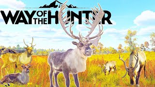 Five Star Mountain Reindeer  Way of the Hunter [upl. by Stranger591]