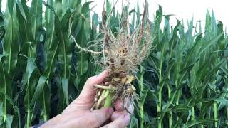 How to score rootworm damage [upl. by Lipinski]