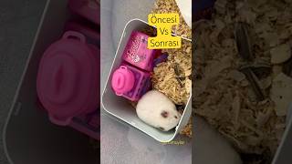 Öncesi sonrası 🤭 hamster Mimuy evin içinden geçmiş 😅 hamsterhouse hamster evi [upl. by Claudianus]