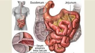 Movements of small intestine [upl. by Alfy]