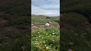 The Puffins On Skomer Are Up To Something wildlife puffin wales [upl. by Tomkin]