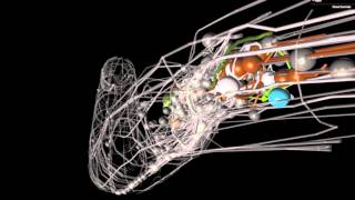 OpenWorm An opensource C elegans nematode simulation [upl. by Fidelity764]