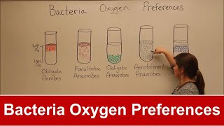 Bacteria Oxygen Requirements [upl. by Dirtsa]