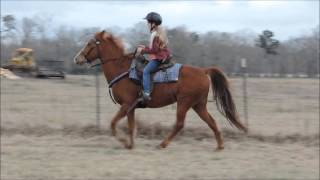 Sweetest Little Sorrel Tennessee Walking Horse Mare [upl. by Neil]