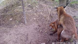 Fox dog mating with vixen [upl. by Genvieve]