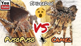 PUSOPUSO vs KAMEL Sino ang Matapang Laban ng mga Kakaibang Gagamba Spider Fight [upl. by Edeline380]