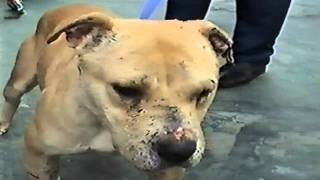 DOG FIGHTING RSPCA release shocking images [upl. by Cohbath945]