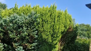 Reducing This Conifer Bush  Satisfying Garden Work [upl. by Revart]