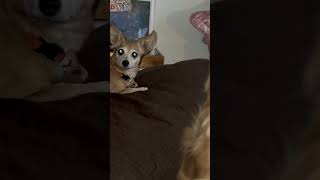 Dogs watch debate chihuahuacute puppycuteanimals dogsdebate trump trumpnewsentertainment [upl. by Acey729]