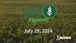 Monday Mycotoxin and Crop Report for July 29 2024 [upl. by Eintruoc]