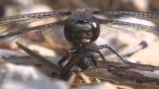 Dragonfly Eating A Deer Fly [upl. by Nilrev]