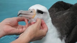 Laysan Albatross at the Monterey Bay Aquarium [upl. by Akemot]