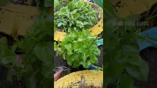 Harvesting watercress vegetables [upl. by Hocker]