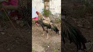 Original nasal colour Aseel murga youtubeshorts birds [upl. by Ellemaj]