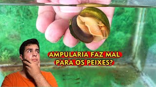 Ampularia faz mal para os peixes [upl. by Ettevol]