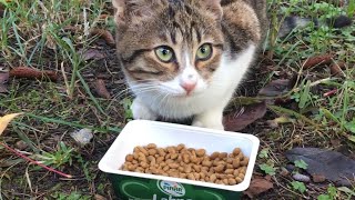 Tiny Stray Kitten Hungry For Food And Attention  Cats And Kittens [upl. by Chemarin910]