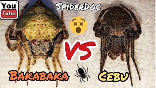 BAKABAKA vs CEBU Jumbo GREEN GOBLIN vs BLACK PANTHER Spider Fight [upl. by Ocire]