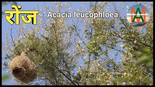 रोंज‌‌ वृक्ष सम्पूर्ण जानकारी Acacia leucophloea Native tree of India [upl. by Weidner]