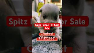 Spitz puppy for sale near mathuradog price in mathuradog shop near me petguruindia petshopnearme [upl. by Parshall]