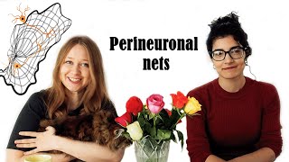 Perineuronal nets or how to restrain a neuron if you not a neuron [upl. by Targett]