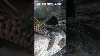 Leopard gecko time lapse [upl. by Elolcin650]