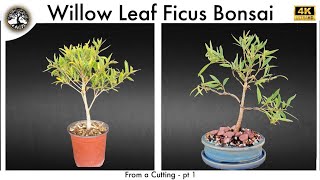 Willow Leaf Ficus Bonsai  From a cutting  pt1 [upl. by Akirahc]