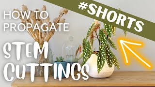 How to Make Begonia Stem Cuttings  shorts [upl. by Odette]