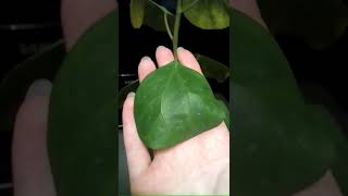 ficus deltoidea golden leaves [upl. by Dimah]