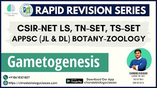 GAMETOGENESIS  CSIR net life sciences TS SET amp TN SET life sciences APPSCJL amp DL BOTANYamp ZOOLOGY [upl. by Ys292]