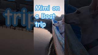 Mimi on a BOAT Trip🐾 ⛵ 🏝  Boat ride with dog Goatrip Agonda [upl. by Lucic]