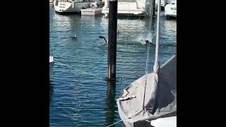 🦭 Seal hunting fish 🐟 in the harbor⚓️🛥️ [upl. by Lyman]