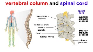 Introduction Neuroanatomy Video Lab  Brain Dissections [upl. by Arhaz]