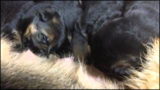 Chiots Berger allemand a Holi 15 jours de vie [upl. by Benil556]