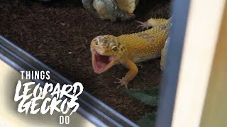 16 Things That Leopard Geckos Do [upl. by Herra]