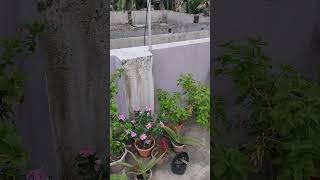 Tree plantation 🎄 shortfeed nature 1million shorts viral reels trend shortvideos [upl. by Urbanna]