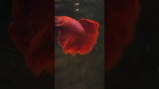 91 Betta Fish  molly breeding how to care for Molly fish  Molly fish breeding in Bengali [upl. by Wurster]