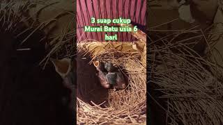 Anakan burung murai batu usia 6 hari murai muri6hari cindilmuraibatu melolohanakburungmurai [upl. by Onateag917]