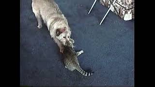 Cat vs Dog 1990s Home Movie [upl. by Aham]